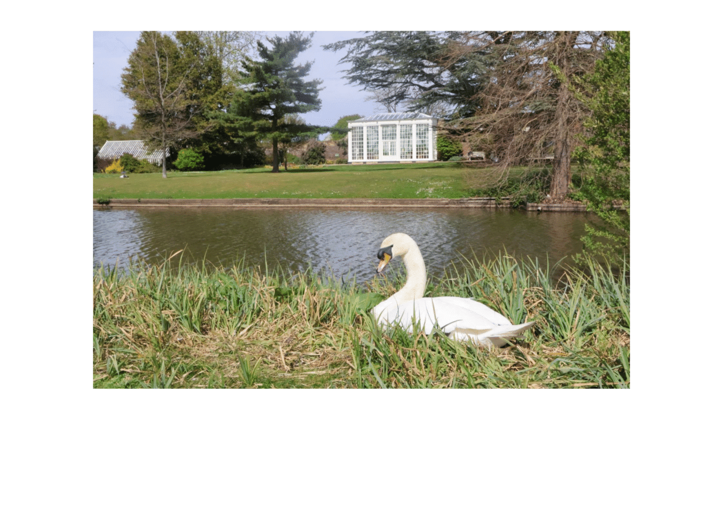 Swan sitting by a lake - NCFE L1 Photography Learner Work
