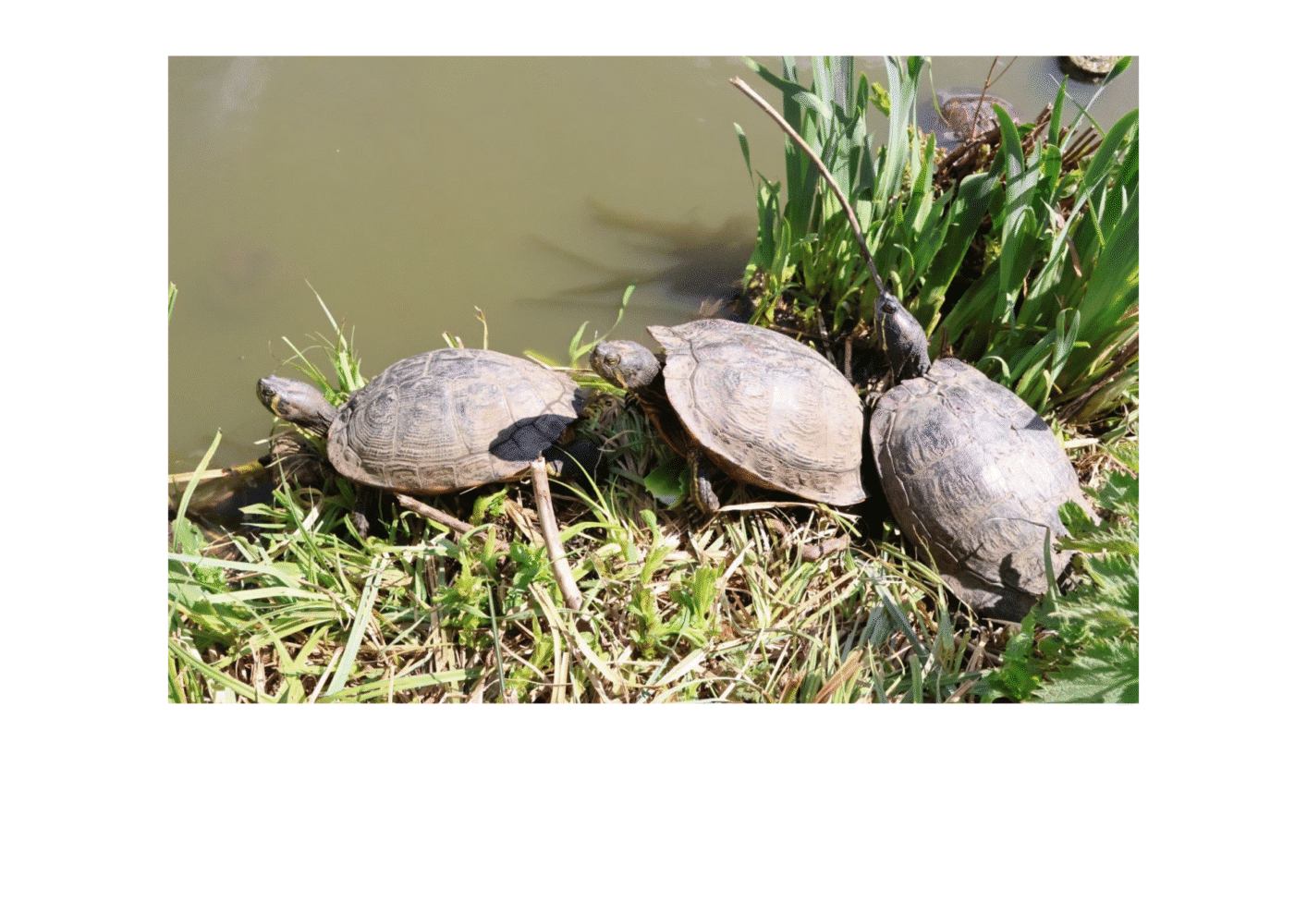 Terrapins by the Lake - NCFE L1 Photography Learner Work